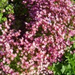 Blumen im Garten von Haus Rennsteigrose
